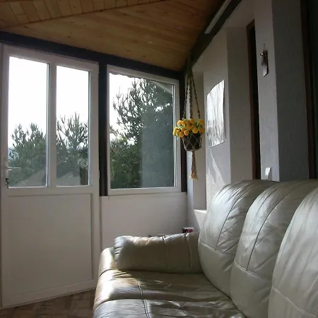 فيلة хоризонт تسيغوف تشارك